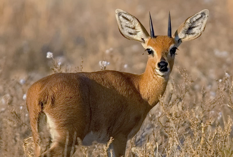 Caccia al raficero campestre in Sudafrica turismo venatorio