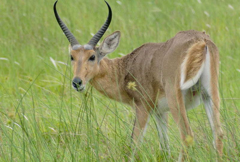 F G Safaris redunca dei canneti sudafrica turismo venatorio