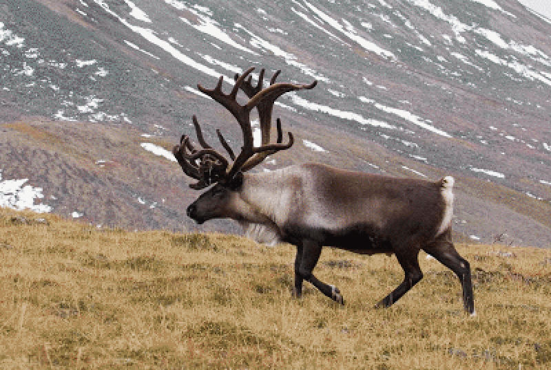 caccia alla renna in groenlandia montefeltro viaggi turismo venatorio