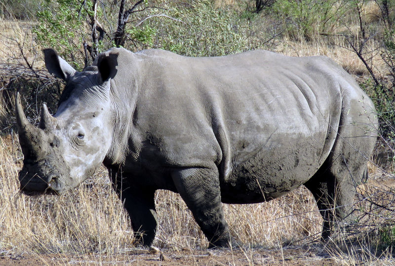F G Safaris rinoceronte bianco sudafrica turismo venatorio
