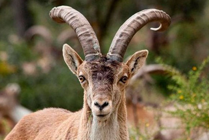 ibex di ronda spagna caccia montefeltro turismo venatorio