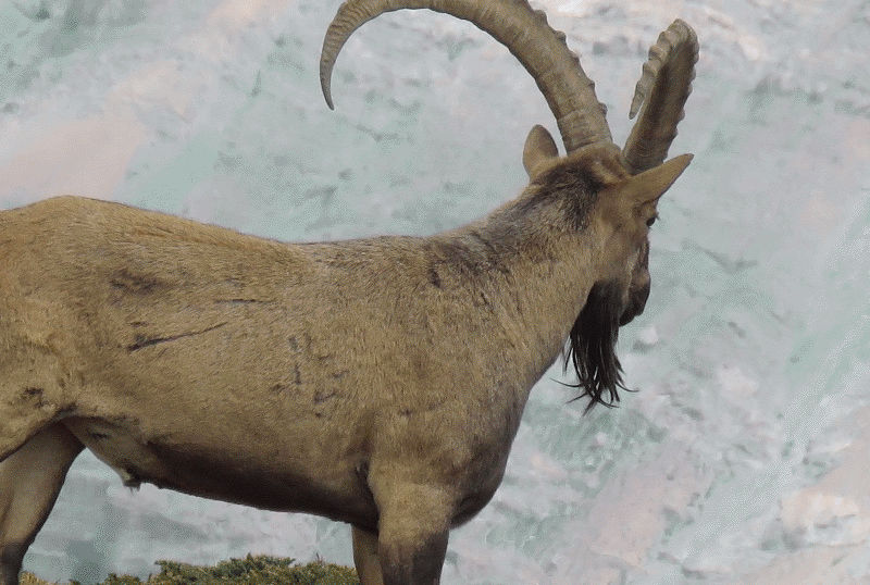 caccia al russian ibex in russia montefeltro viaggi turismo venatorio