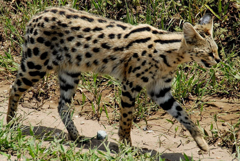 Caccia al servalo in Sudafrica turismo venatorio