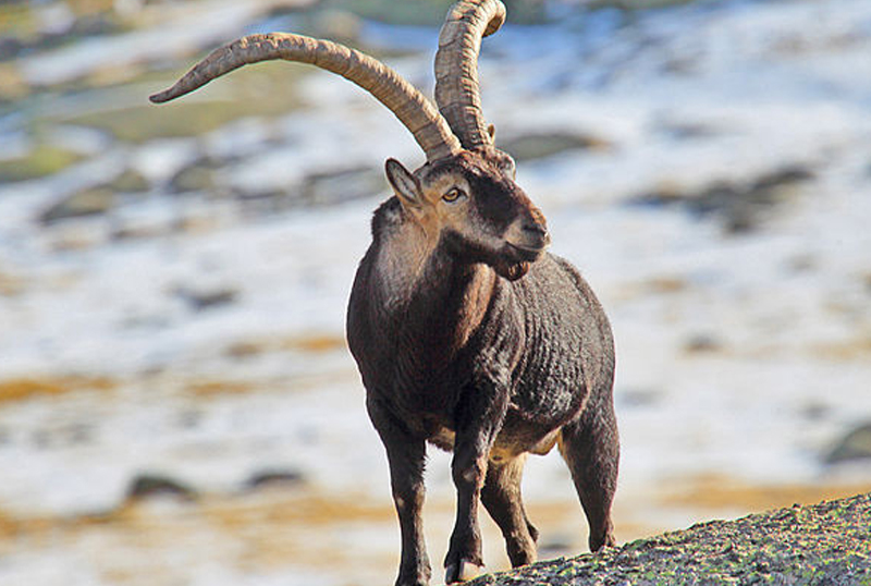 caccia all'ibex della sierra nevada spagna turismo venatorio europa mondo