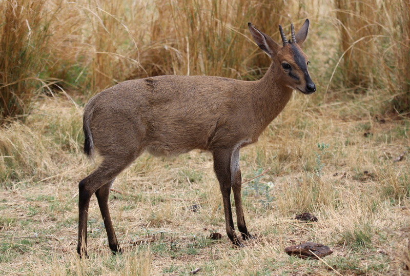F G Safaris silvicapra sudafrica turismo venatorio