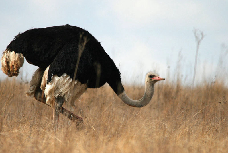 Caccia allo struzzo in Sudafrica turismo venatorio