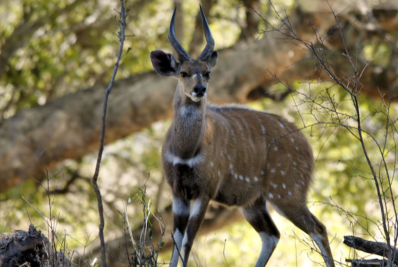 F G Safaris Tragelafo striato sudafrica caccia turismo venatorio