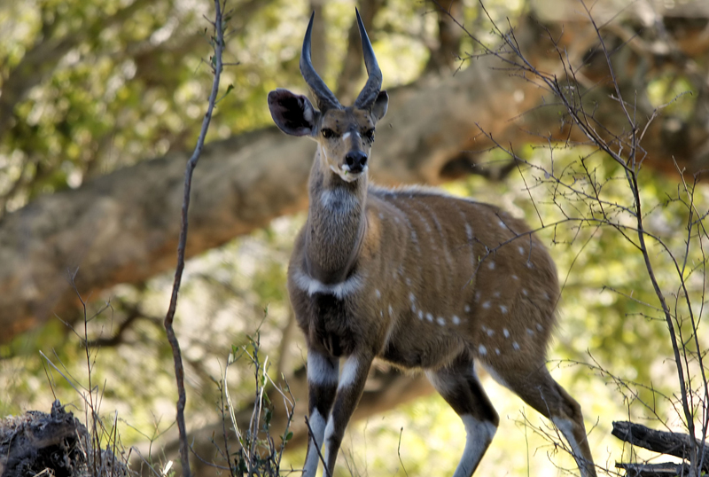 F G Safaris Tragelafo striato sudafrica caccia turismo venatorio