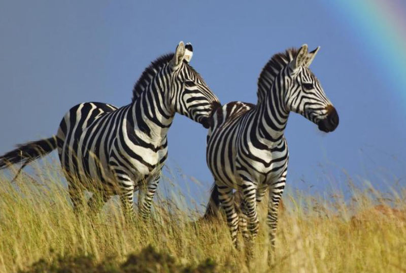 Caccia alla zebra di burchell in Sudafrica turismo venatorio
