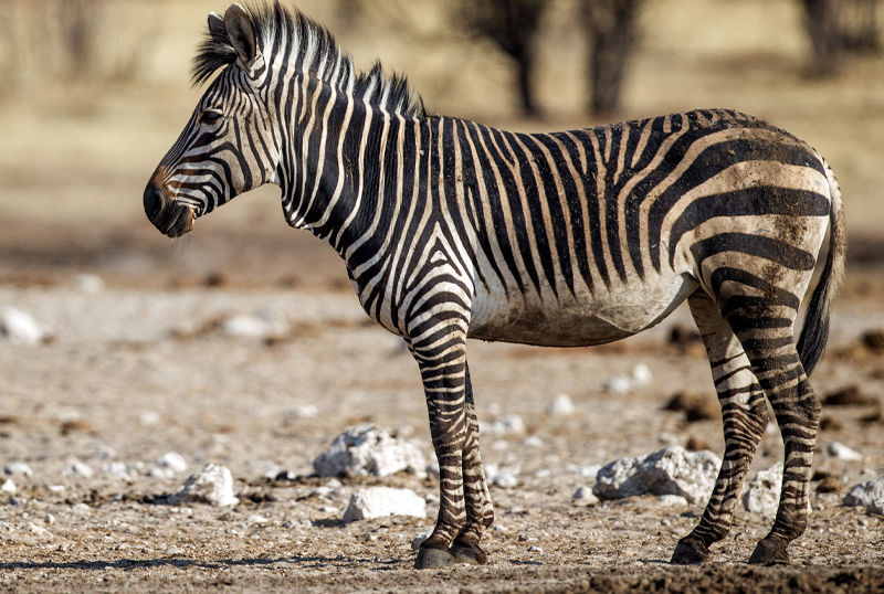 F G Safaris zebra di montagna sudafrica turismo venatorio