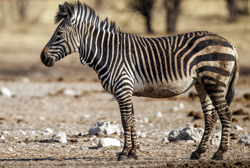 caccia zebra di montagna turismo venatorio europa mondo