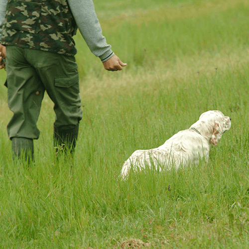 turismo venatorio addestrare il cane da caccia