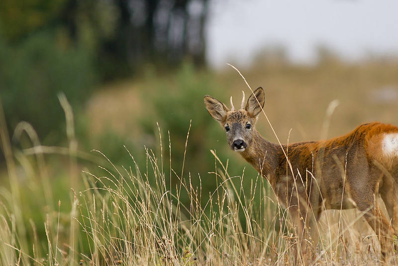 Riserva di caccia Armaiolo caccia stanziale in Toscana