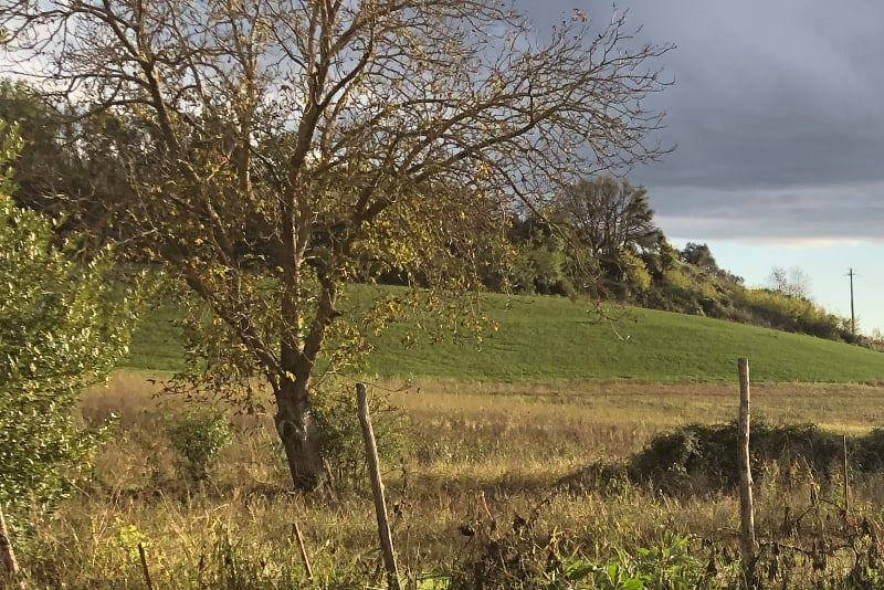 Riserva di caccia Armaiolo caccia stanziale in Toscana