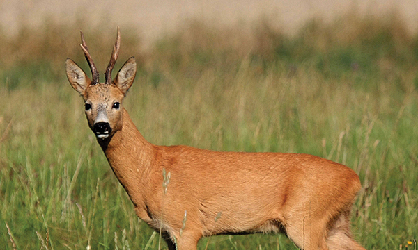 capriolo a caccia in riserva in italia turismo venatorio