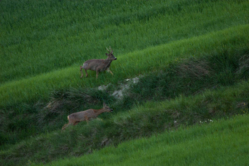 caccia in riserva italia valle di fiordimonte marche