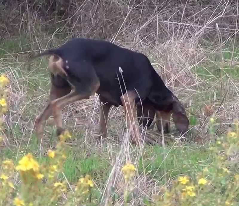 Caccia alla lepre con segugi in riserva