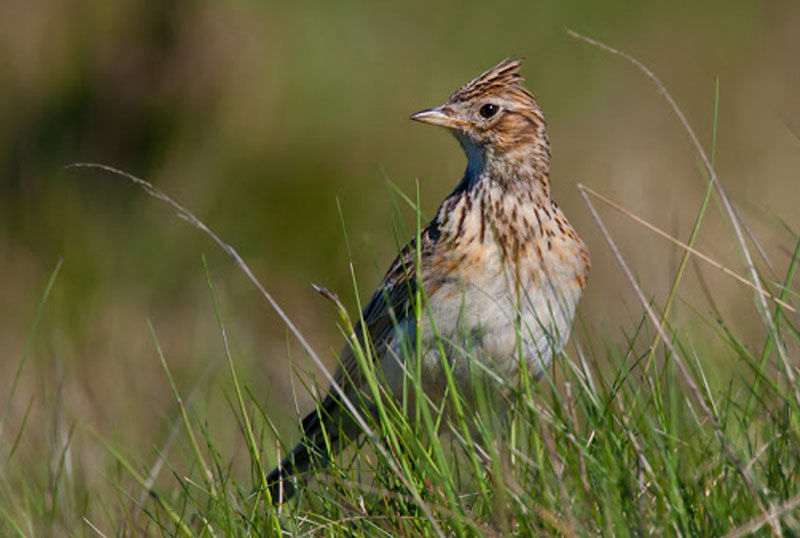 puglia caccia allodola migratoria al sud turismo venatorio
