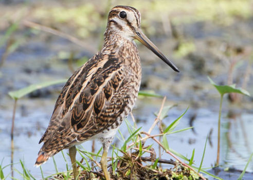 beccaccino caccia alla migratoria calabria basilicata puglia