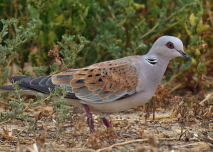 caccia migratoria al sud tortora gargano caccia