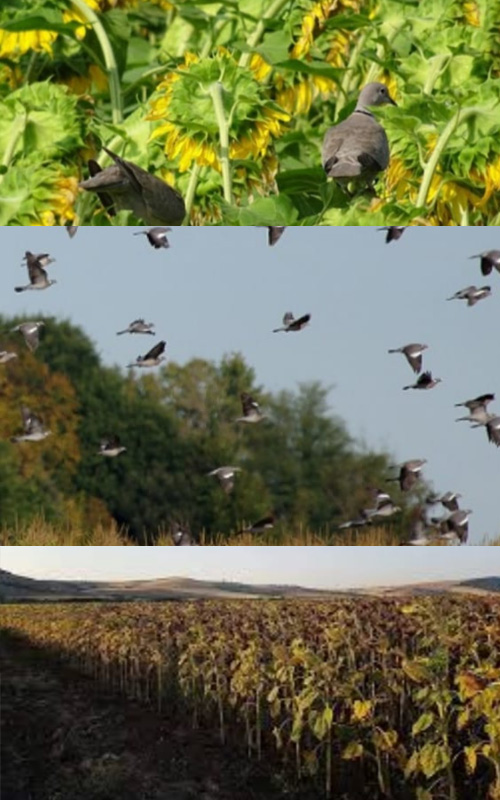 migratoria al sud tortore colombacci turismo venatorio