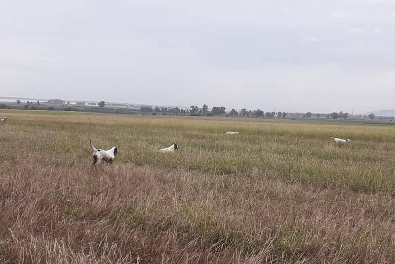 caccia in puglia alla quaglia