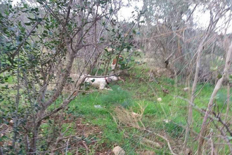 caccia in puglia alla beccaccia